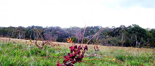 ~EAoEgEB[hbMill About Vineyard