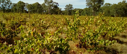 ~EAoEgEB[hbMill About Vineyard
