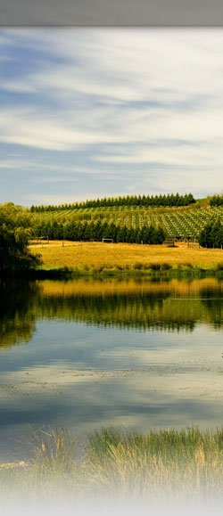 J[[Etbg Curly Flat Winery