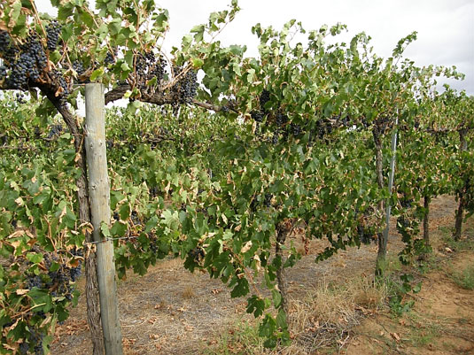 �E�B���Y �N�i���� �G�X�e�C�g