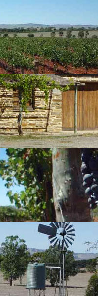 �N�J�g�D�[���b�W�@���C���Y