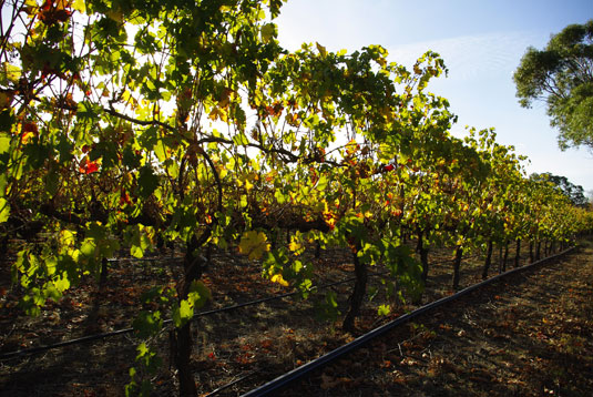 �t�H�b�N�X �N���[�N ���C���Y