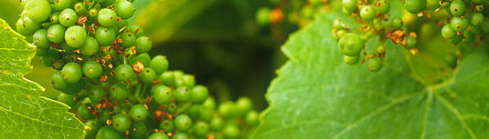 �v�����^�W�F�l�b�g ���C���Y