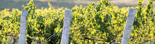 �v�����^�W�F�l�b�g ���C���Y