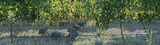 �v�����^�W�F�l�b�g ���C���Y