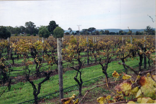 �T���_���t�H�[�h ���C���Y