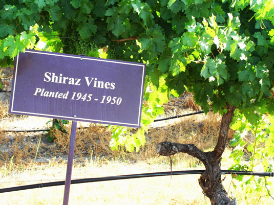 �T���_���t�H�[�h ���C���Y