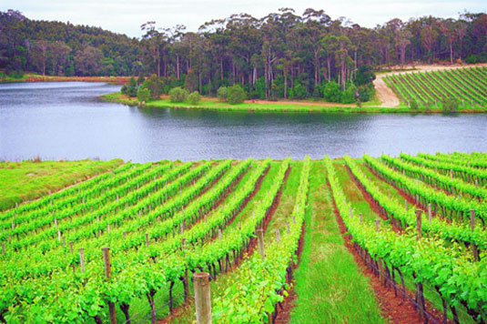 �f���B���X ���C���[