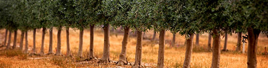 �E���� �t�@�[���Y