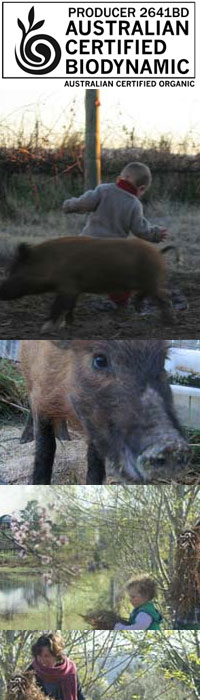 �s�b�O �C�� �U �n�E�X