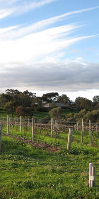 �V�[�r���[���C�i���[