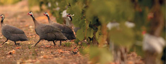 �t�����N�����h�E�G�X�e�[�g