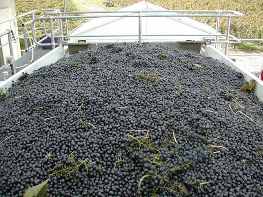 �p�C�N�X ���C���Y