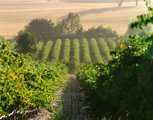 �p�C�N�X ���C���Y