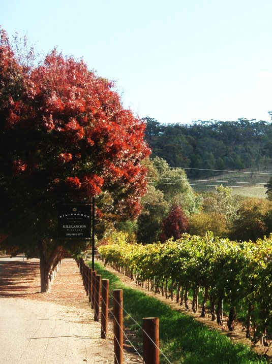 �L���J�k�[��