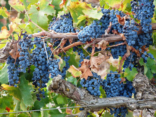 �L���J�k�[��