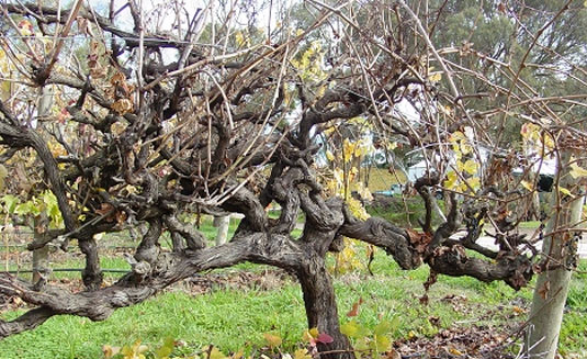 �h�b�O�E���b�W