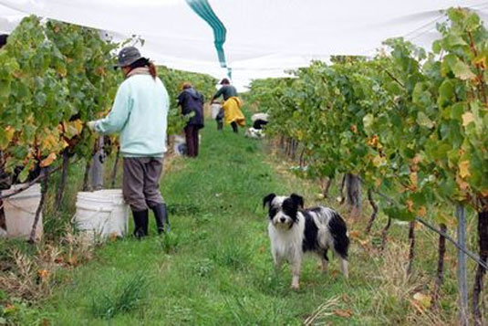 �t���b�O���A �N���[�N