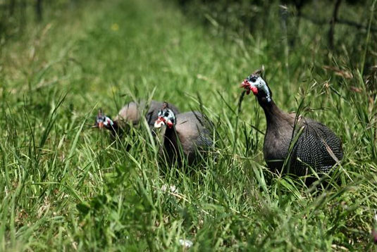 �t���b�O���A �N���[�N