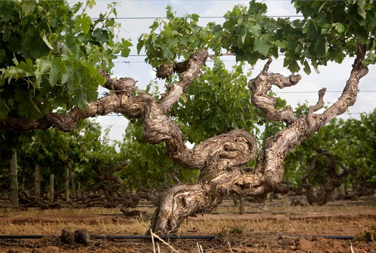 �P�[�Y���[